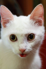 Young crazy surprised cat make big eyes closeup