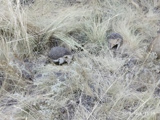 Семейство колючих