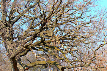 leafless tree in early spring