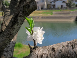 放水路脇に咲く白い花桃の花