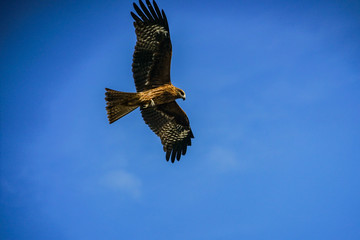 大空を羽ばたく鳶