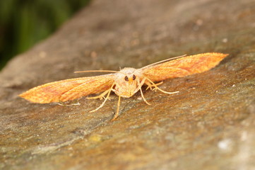 Plagodis pulveraria (LINNAEUS, 1758) Pulverspanner DE, RLP, Reil (Mosel) 23.05.2015