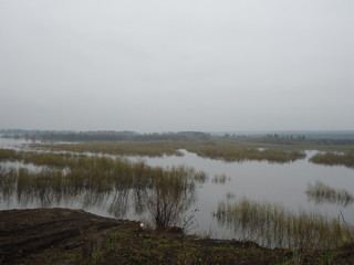  Spring flood and bushes sticking out of the water