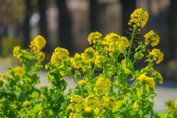 三浦海岸の菜の花畑