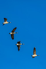 Geese in Flight