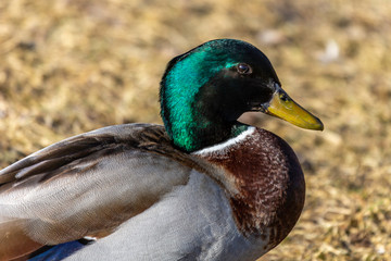 Mallard Portrait