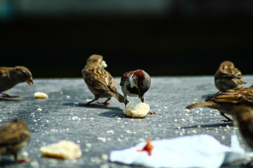 Vogel isst