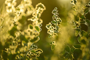 Beautiful blur flower and bokeh with sunlight.