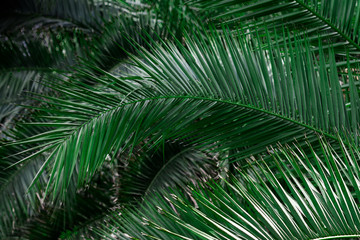 Creative layout made of tropical flowers and leaves. Flat lay. Nature concept