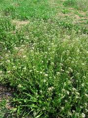 薺咲く野原風景