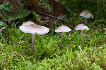 Fototapeta premium Group of small mushrooms Mycena zephirus in the wet spruce forest. Inedible mushroom.