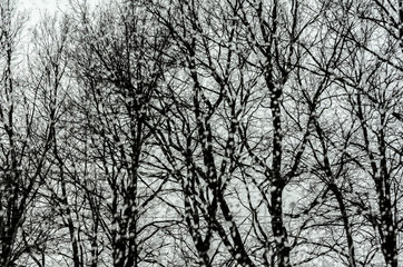 Rainy day: trees outside the window.
