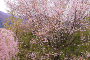 春の桜風景