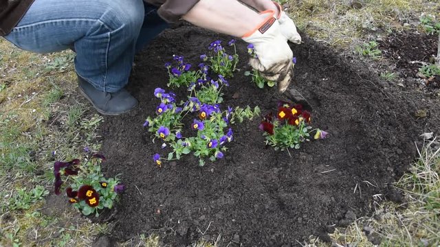 Gardener planting flowers in the garden