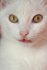 Young crazy surprised cat make big eyes closeup