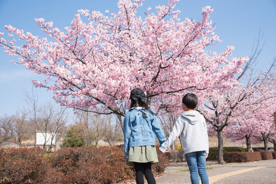 桜を見つめる子供