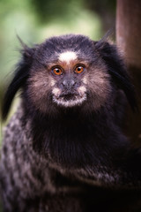 Little monkey native to areas of Atlantic Forest seen on urban trail in the city of Rio de Janeiro. In Rio de Janeiro this type of monkey is called Mico Estrela, Callithrix penicillata.