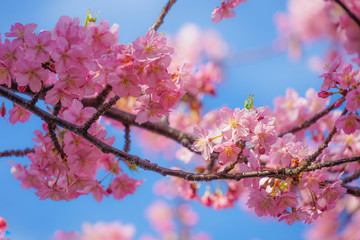 三浦海岸の河津桜