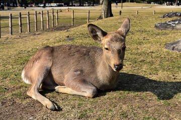 奈良の鹿(Nara Sika)