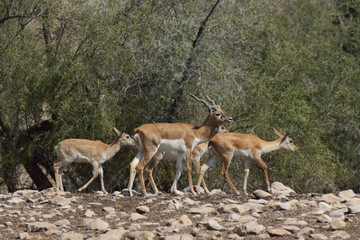 Black Buck Family 