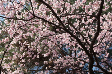大寒桜