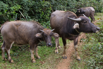 Naklejka na ściany i meble Family of two adult Vietnamese water buffaloes and one calf huddled standing together in country path