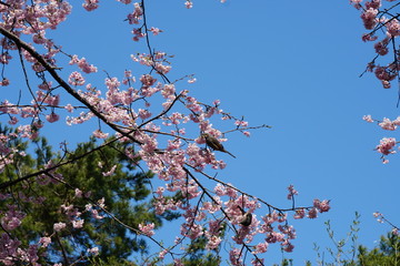 大寒桜
