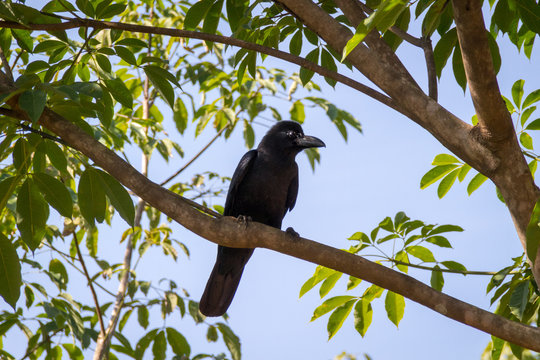 The New Caledonian Crow Bird On The Tree. Raven In Tropical Jungle