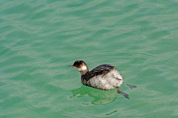 duckling in water