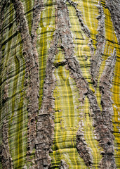 Farbenfrohe Baumrinde aus Costa Rica