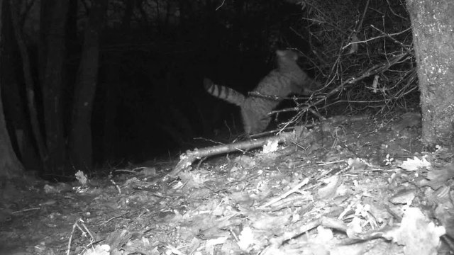 Europ&auml;ische Wildkatze markiert Reviergrenze nachts im Wald, Freilandaufnahme