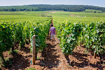Fototapeta na wymiar Young child, walking between rows of vineyard on a hot summer day