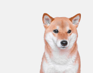 Portrait of young Shiba inu Dog on  White Background. 