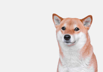 Portrait of young Shiba inu Dog on  White Background. 