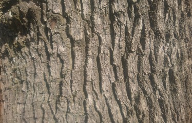 tree bark texture
