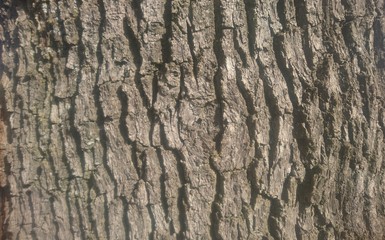 bark of a tree