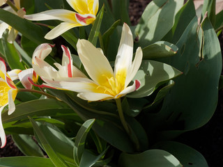 Tulipa kaufmanniana 'Wildart' - Die Seerosen-Tulpe. Dekorative Sternblumen, Gelb, cremeweiß und rot geflammt