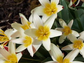 Fototapeta premium Tulipa kaufmanniana 'Wildart' - Die Seerosen-Tulpe. Dekorative Sternblumen, Gelb, cremeweiß und rot geflammt