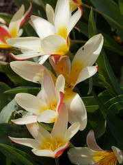 Tulipa kaufmanniana 'Wildart' - Die Seerosen-Tulpe. Dekorative Sternblumen, Gelb, cremeweiß und rot geflammt