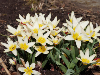 Tulipa kaufmanniana 'Wildart' - Die Seerosen-Tulpe. Dekorative Sternblumen, Gelb, cremeweiß und rot geflammt