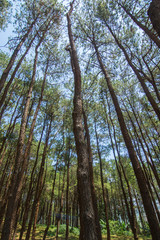 Obraz premium pine forest tree