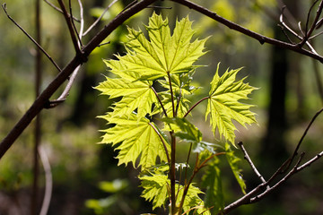 New spring leaves of maple in backlight.