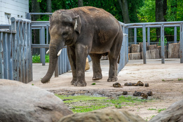 After eating an elephant piled a large pile of poop