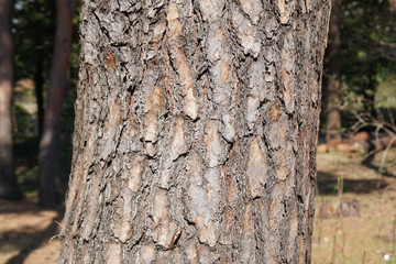 Obraz premium アカマツの樹皮