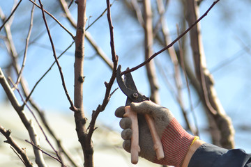 Pruning trees with garden shears