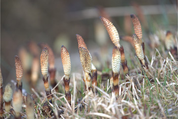 Schachtelhalm im Frühling