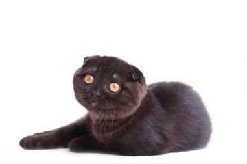 Black cat british shorthair with yellow eyes on white background