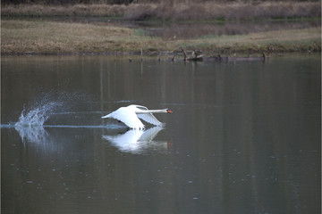 Höckerschwan über dem See