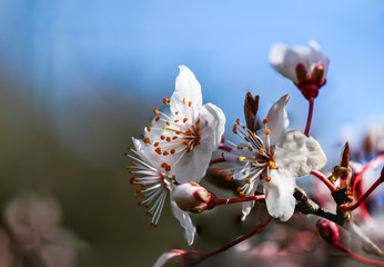 zierpflaume Blüte Kirschblüte in der Sonne seitlich 