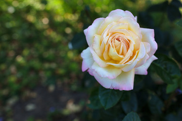 Blooming white roses bush